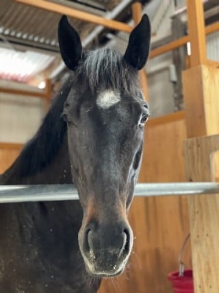 バディーズランチの所有馬