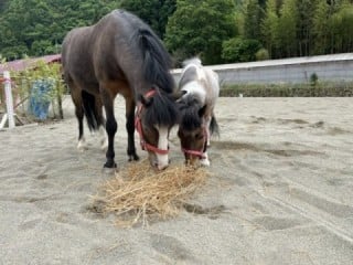 バディーズランチの所有馬