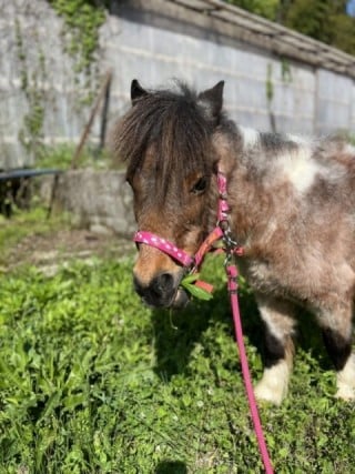 バディーズランチの所有馬