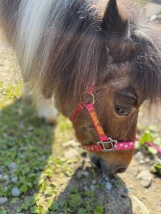 バディーズランチの所有馬