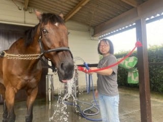 バディーズランチの所有馬